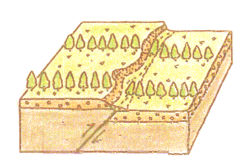 図2：逆断層
